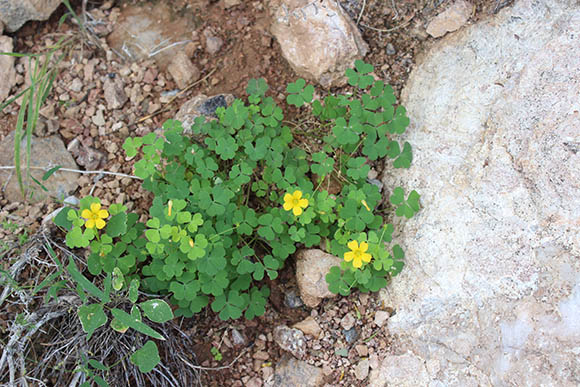  Oxalis albicans